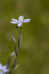 Common blue-eyed grass